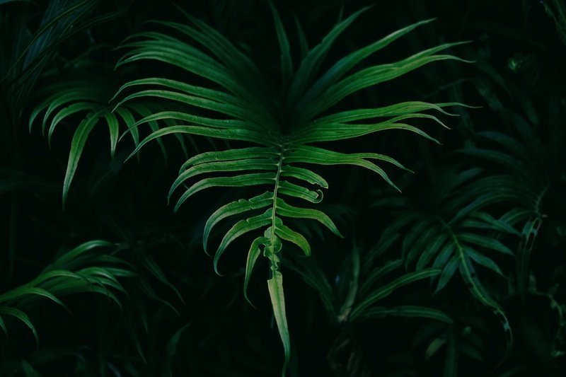 tree-forest-plant-leaf-flower-foliage-52184-pxhere.com